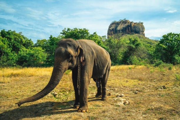 istock elephant and the lion rock 1307747151