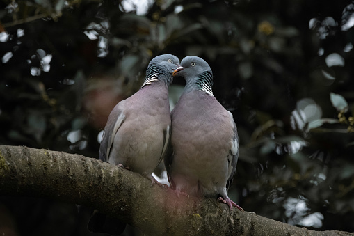 Wood pigeons mating