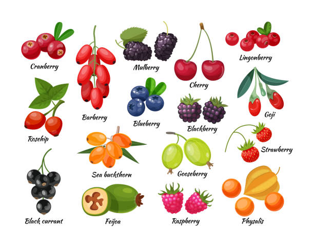 ilustraciones, imágenes clip art, dibujos animados e iconos de stock de bayas de bosque y planta frutal. jugosas bayas frescas de bayas de bayas, lingonberry, arándano, cereza, mora, fresa, arándano, grosella, grosella, frambuesa, fisálida, feijoa, rosa mosqueta, goji - blackberry blueberry raspberry fruit