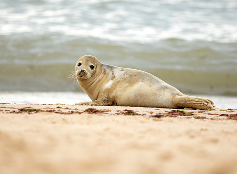 A Grey Seal photographed in England