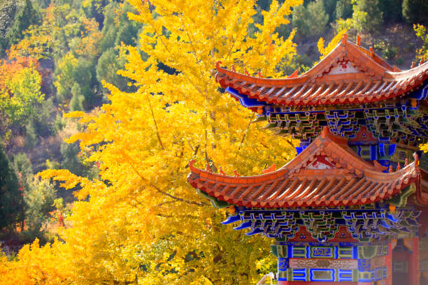 Ancient Chinese architecture and ginkgo trees in autumn, close-up shot
