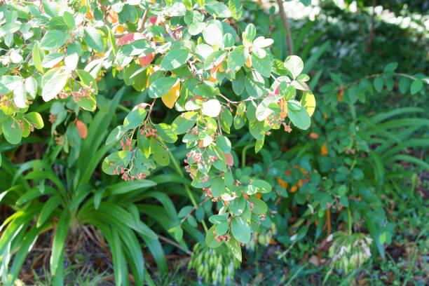 istock Gardens on the streets of Mt Martha 1307751696