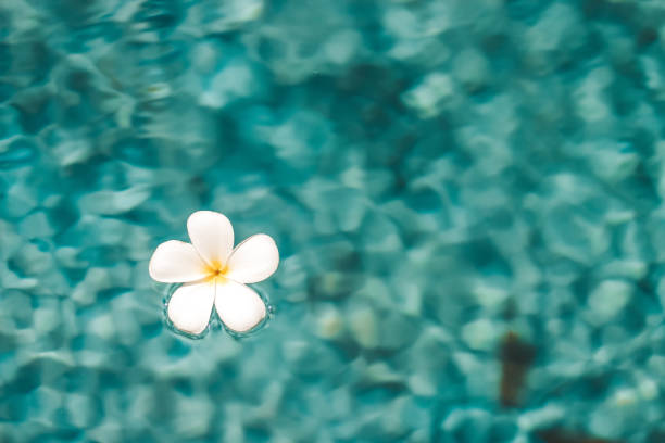 Frangipani flower