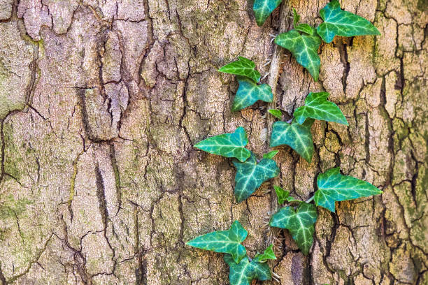 lierre jeune branche verte sur l’écorce d’un arbre. hedera helix ivalace ou ivy anglais - tree branch tree trunk leaf photos et images de collection