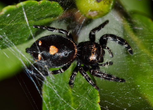 Bold Jumping Spider in a web on tree foliage, dorsal view macro (Phidippus audax).