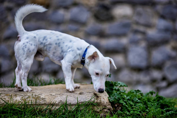 istock Playful Jack Russell in the park 1307755312