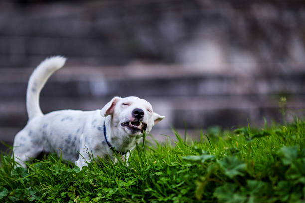Jack Russell eats green grass
