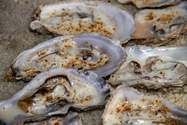 istock Hot oysters on a bed of coarse salt 1307756606