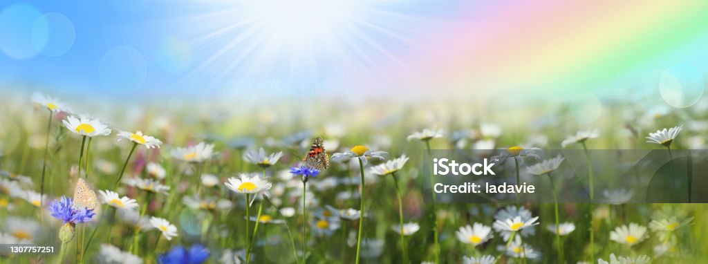 Blumenfeld mit Schmetterling im Frühling - Lizenzfrei Schmetterling Stock-Foto