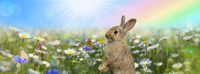 Easter Rabbit In Flower Meadow In Sunny Landscape
