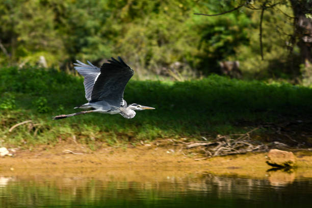 istock Heron flying over the river and meadows. 1307757523