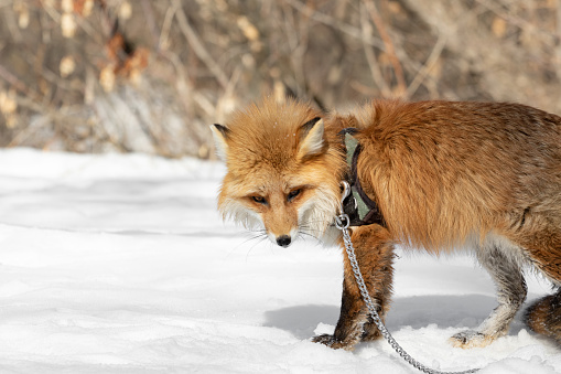 A red fox on a leash in the winter forest walks in the snow. The fox is on a chain in winter in nature. A wild animal on a leash. Domestication of a predator. Animal cruelty. High quality photo