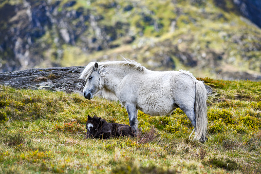 A pony with its foal grazing in the mountains of Snowdonia in Wales.