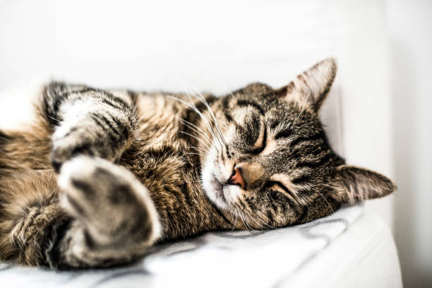 istock Domestic cat sleeping on a sofa at home. 1307758381