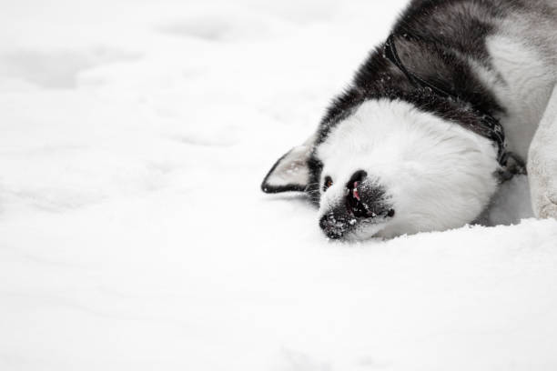 ein toter sibirischer husky-haustierhund liegt mit offenem mund im schnee. ein totes tier im halsband und an der leine. ein vergifteter hund. massenvergiftung. kopieren sie den speicherplatz. massenhundeköder und tierquälerei. töten. - mass murder stock-fotos und bilder