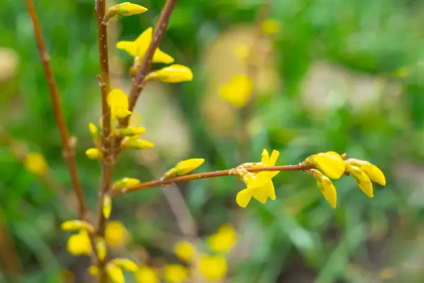 The plant blooms in spring. An ornamental forsythia bush has buds and inflorescences with bright yellow flowers against a background of green grass, close-up.