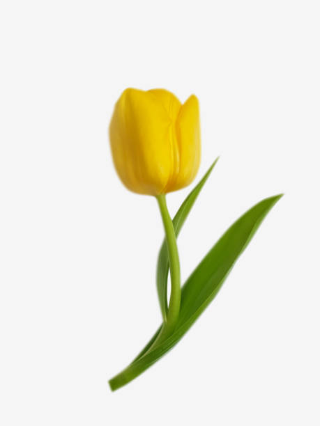 istock yellow tulip flower on white background 1307759432