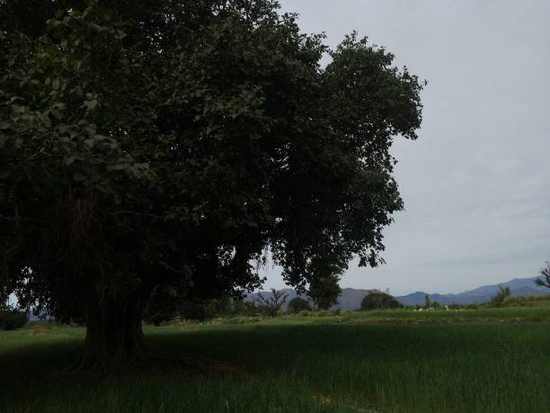 istock Greenery at Kalinjhar village, haripur, hazara 1307760163