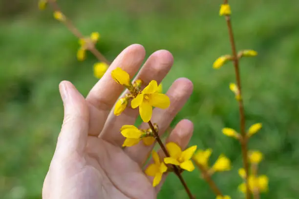 The plant blooms in spring. A branch of a decorative forsythia bush with bright yellow flowers in the palm of a woman against a background of green grass, close-up.