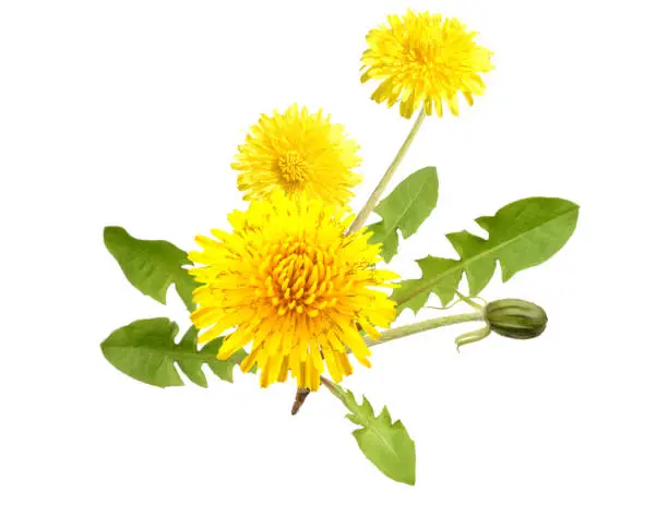 Photo of Dandelion flowers, taraxacum officinale - whole plant