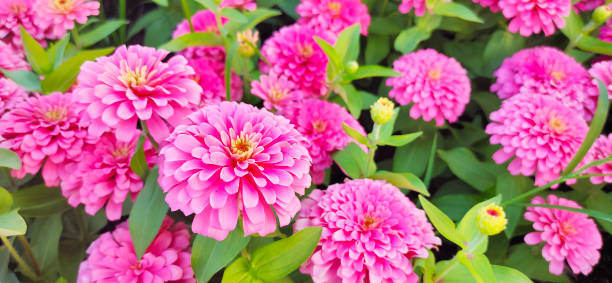 istock Beautiful flower blooming in garden park. 1307760376