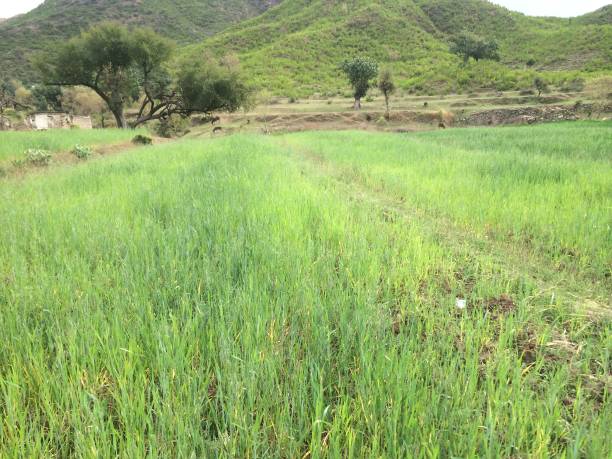 istock Greenery at Kalinjhar village, haripur, hazara 1307760405
