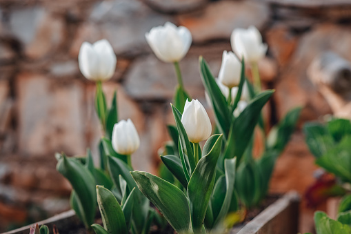 White Tulips Blooming in Spring