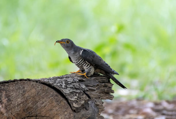 istock Himalayan cuckoo with prey perching on trunk , Thailand 1307761707