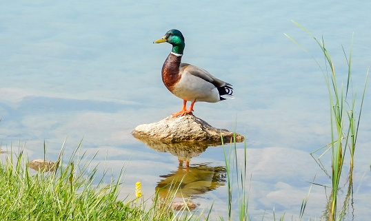 Mallard Duck Standing On A Stone In Lake