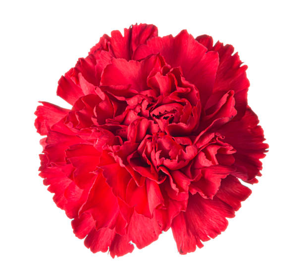 bellissimo bocciolo di fiori di garofano rosso isolato su sfondo bianco - cut out flower bud clipping path foto e immagini stock