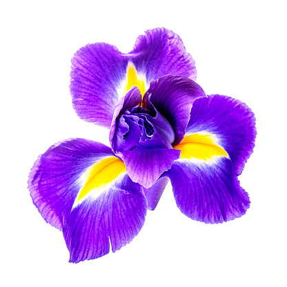 Beautiful iris flower isolated on white background.