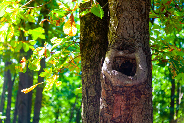 Hollow in a tree. Beautiful summer landscape. Park on a sunny day.