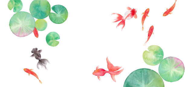 ilustrações, clipart, desenhos animados e ícones de fundo de bandeira de verão composto de peixes dourados e folhas de lírio de água. vetor de traço de ilustração de aquarela. o layout pode ser alterado. - lotus pool