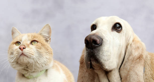 istock Red cat and basset hound portrait 1307766540