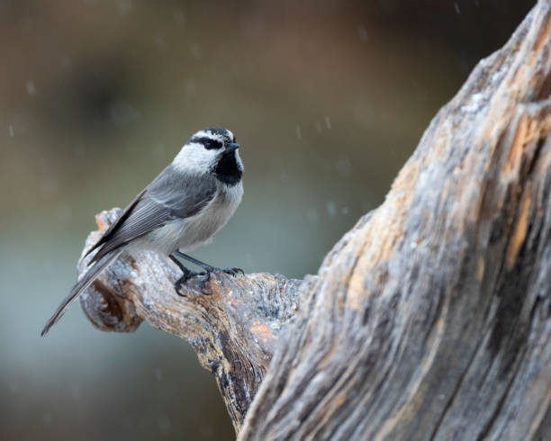 Mountain chickadee (Poecile gambeli)