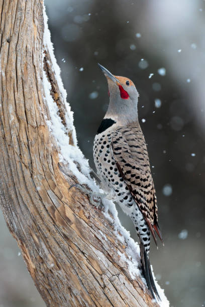 istock A northern flicker in a snowfall, Cheyenne, Wyoming 1307767796