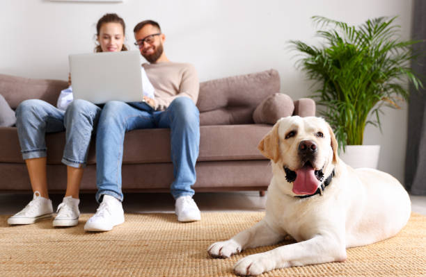fröhliches paar mit laptop im wohnzimmer mit hund - 16243 stock-fotos und bilder