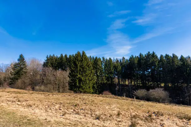 forest and blue sky in the spring