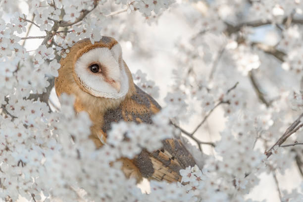 istock A beautiful Barn owl wrapped bly flowers (Tyto alba) 1307771358