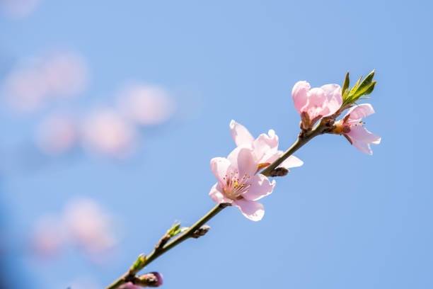 istock Fruit tree twigs with blooming white and pink petal flowers in spring garden. 1307772064