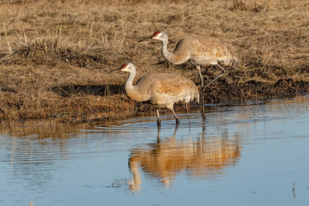 istock Sandhill crane pair foraging at water's edge 1307772773
