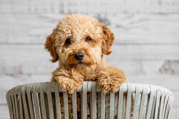 A mini golden doodle puppy looking to the camera Studio shot of a mini golden doodle puppy looking to the camera from a chair goldendoodle stock pictures, royalty-free photos & images