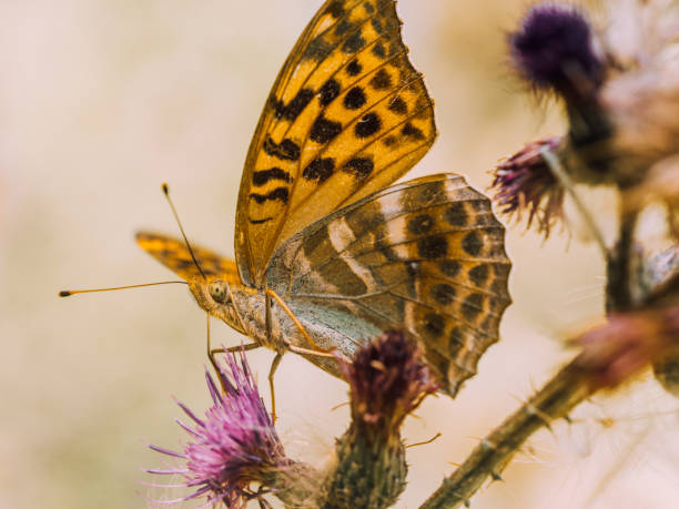 istock A butterfly sits with extended wings on a flower and sucks nectar with its trunk. 1307774417