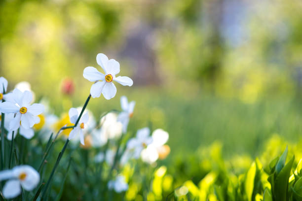 istock White tender narcissus flowers blooming in spring garden. 1307774906