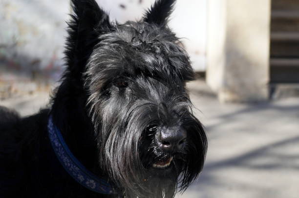 istock Black large shaggy dog with pointed ears Black Terrier 1307775604