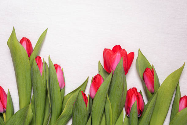 istock Pink and red tulips and copy space on white linen background 1307776306