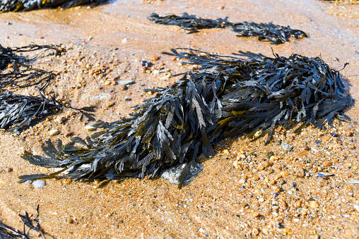 Ocean algae on a sandy beach off the coast of France.