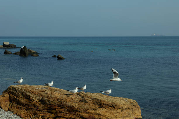 Gulls standing on big stone against sea