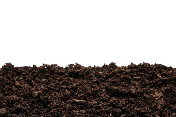 istock Black land for plant. 1307779768