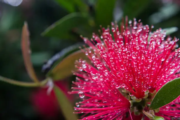 Small water droplets caught in the fine fillaments of the spiky flower of a scarlet bottlebrush
